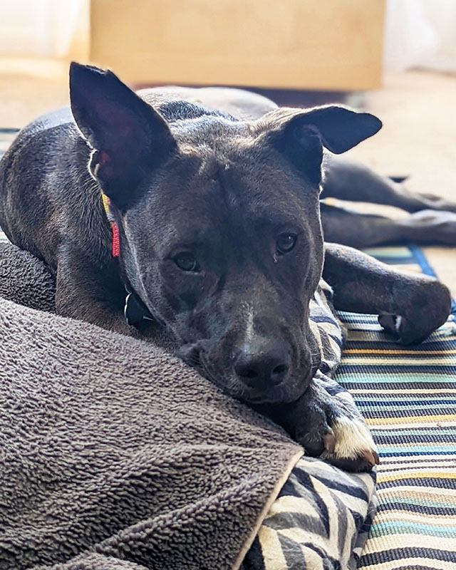 A brindled brown Great Dane/pit bull mix lying on a gray bed and a striped rug, gazing adorably at the camera